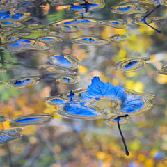 Franta, Darron Title: It Looks Blue