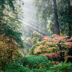 Franta, Darron Title: Let There Be Light