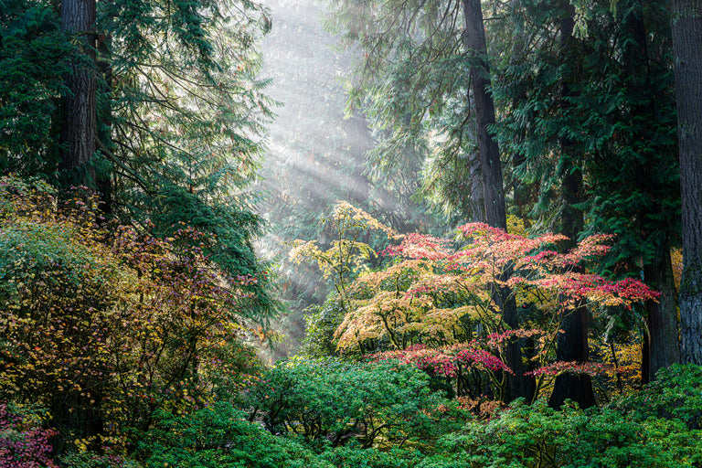 Franta, Darron Title: Let There Be Light