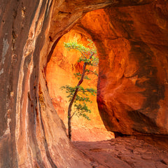 Franta, Darron Title: Resilience