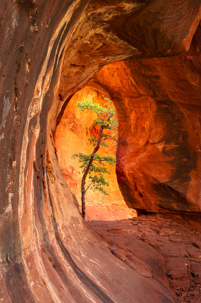 Franta, Darron Title: Resilience