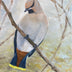 Gena Neidert Title: Cedar Waxwing