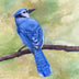 Gena Neidert Title: Mr. Bluejay