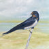 Gena Neidert Title: Swallow