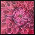Gena Neidert Title: The Crimson Dahlia