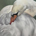 Gough, Amanda  title: Resting In St. James Pond