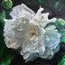 Gough, Amanda  title: The Peony at Clifton Inn
