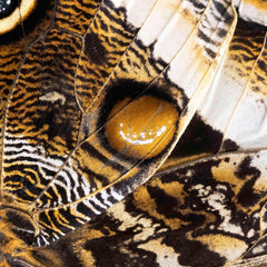 Hennessy, Tom  title: Butterfly Wing