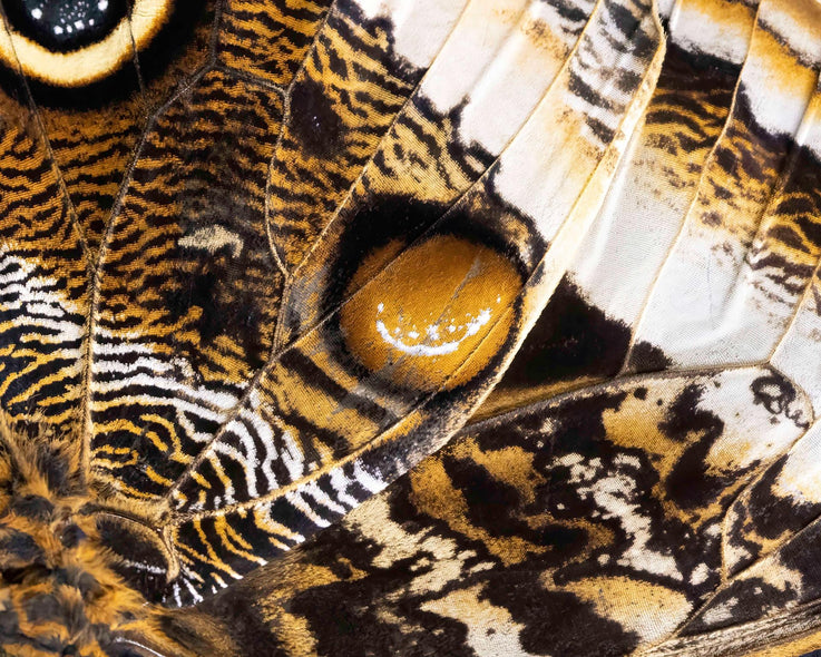 Hennessy, Tom  title: Butterfly Wing