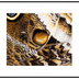 Hennessy, Tom  title: Butterfly Wing