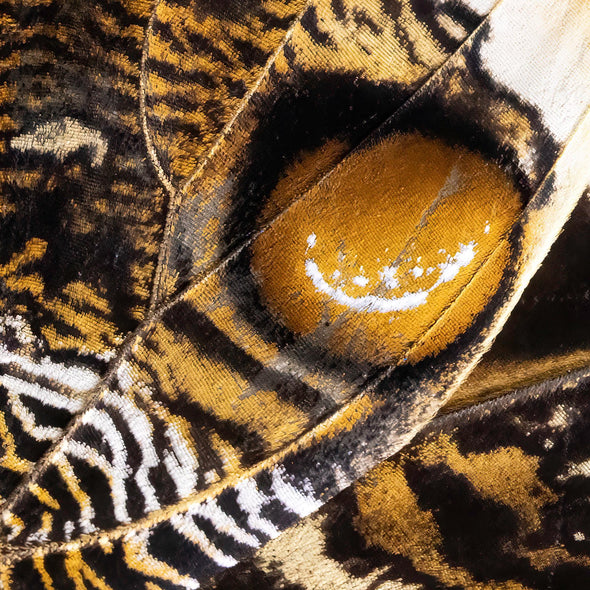 Hennessy, Tom  title: Butterfly Wing