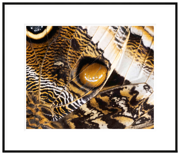 Hennessy, Tom  title: Butterfly Wing