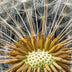Hennessy, Tom title: Dandelion Detail