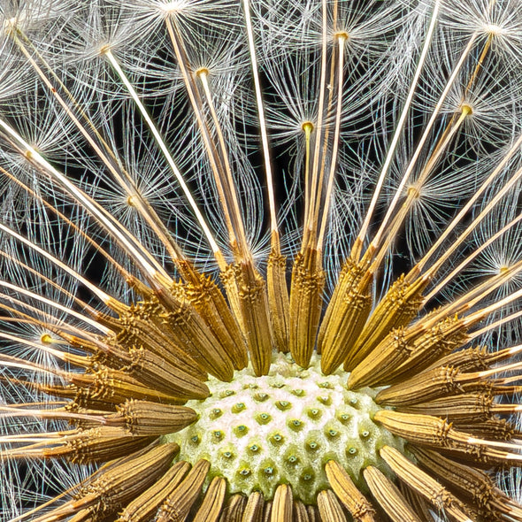 Hennessy, Tom title: Dandelion Detail