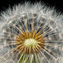 Hennessy, Tom title: Dandelion Detail