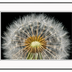 Hennessy, Tom title: Dandelion Detail