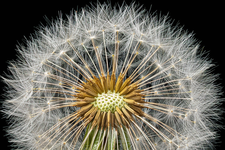Hennessy, Tom title: Dandelion Detail
