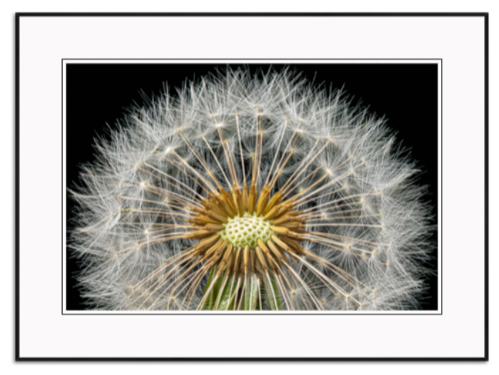 Hennessy, Tom title: Dandelion Detail
