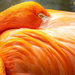 Hennessy, Tom Title: Flamingo