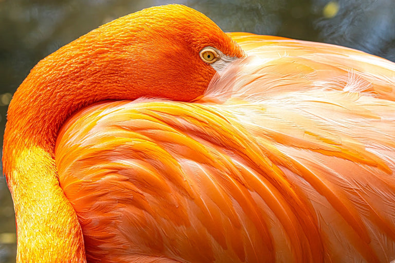 Hennessy, Tom Title: Flamingo