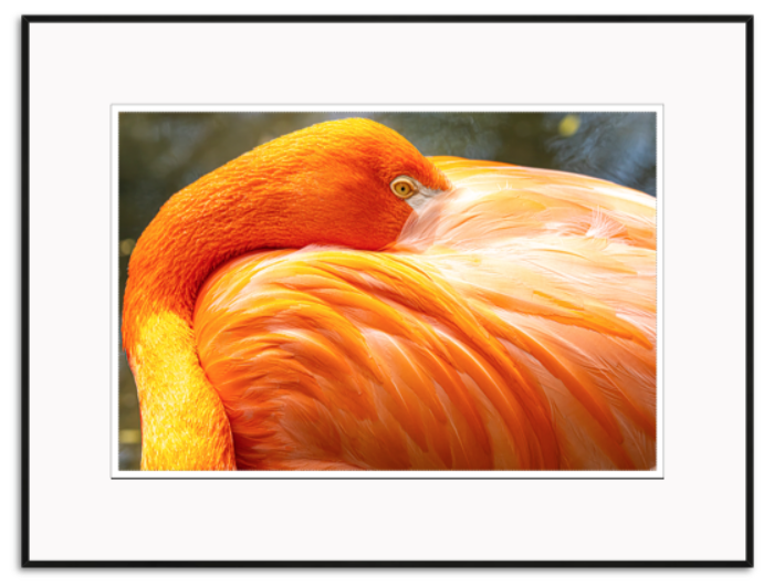 Hennessy, Tom Title: Flamingo