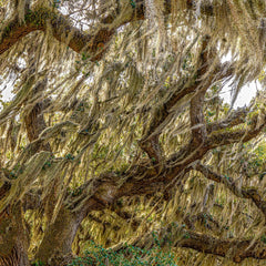 Hennessy, Tom Title: Southern Oak with Spanish Moss