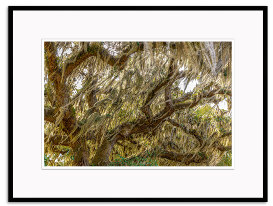Hennessy, Tom Title: Southern Oak with Spanish Moss