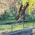 Hollett-Bazouzi, Linda Title: Tree on Kanawha Canal, Chapel Island
