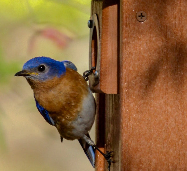 Jovanelly, Kim Title: House Hunting