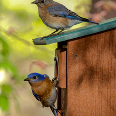 Jovanelly, Kim Title: House Hunting