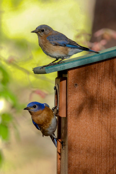 Jovanelly, Kim Title: House Hunting