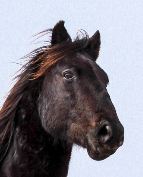 Jovanelly, Kim Title: King of the Dunes