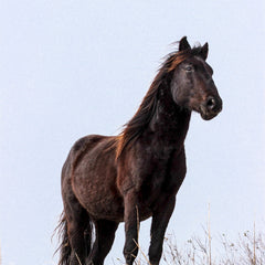 Jovanelly, Kim Title: King of the Dunes