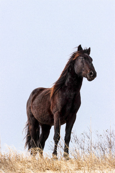 Jovanelly, Kim Title: King of the Dunes