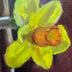 Katy Haskell Title: Daffodil Study