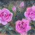 Katy Haskell Title: Rose Study