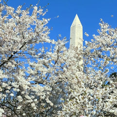 Ledman, Robert title: Cherry Blossoms
