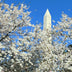 Ledman, Robert title: Cherry Blossoms