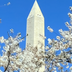 Ledman, Robert title: Cherry Blossoms