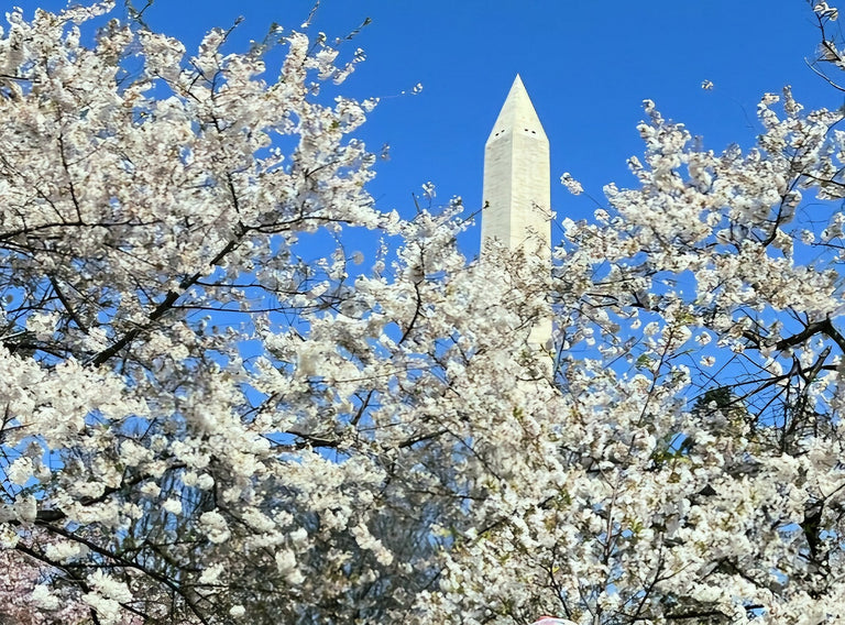 Ledman, Robert title: Cherry Blossoms