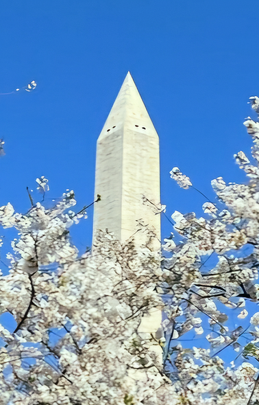 Ledman, Robert title: Cherry Blossoms