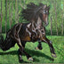 Lehman, Jessica Title: Friesian Stallion in a Field