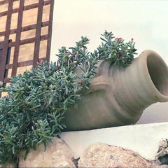 Leone, Ron Title: Life!...on the rocks