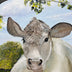 Linda W Clark: Under the Shade Tree
