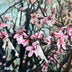 Loughlin, Rachel  title: Wishing Tree