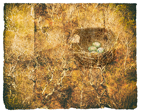 Cyane Lowden Title: Nest