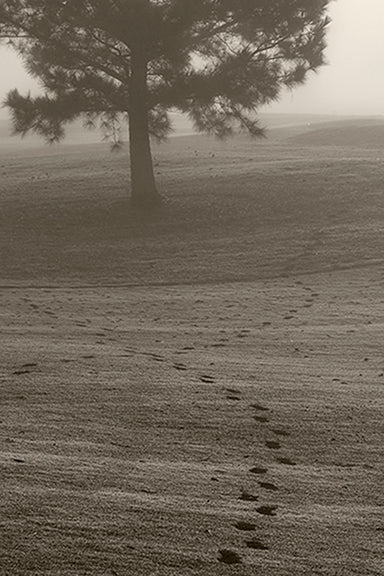 Cyane Lowden Title: Retracing