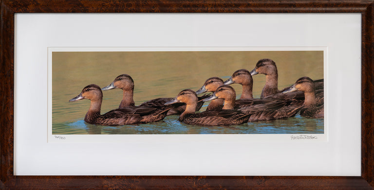 Lynda Richardson Title: American Black Duck Family