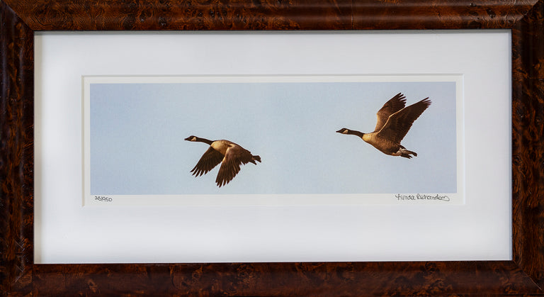 Lynda Richardson Title: Canada Geese in Flight