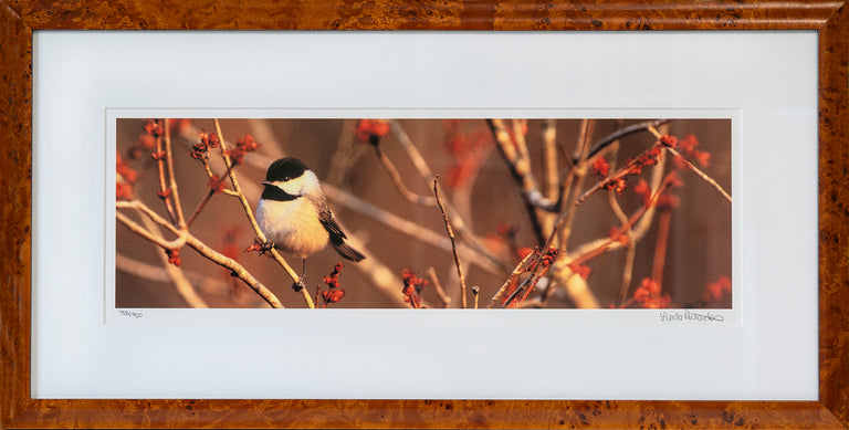 Lynda Richardson Title: Chickadee on Red Maple